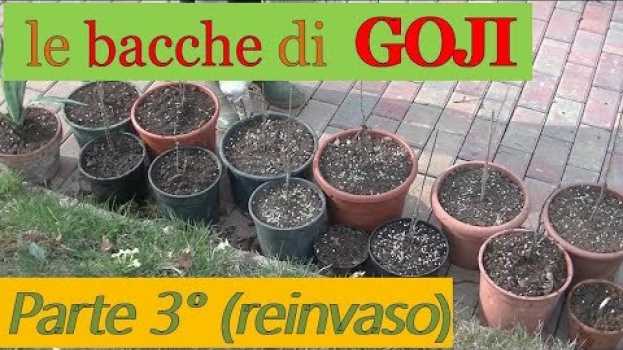 Video Piantare le bacche di Goji (3 di 4: secondo trapianto) auf Deutsch
