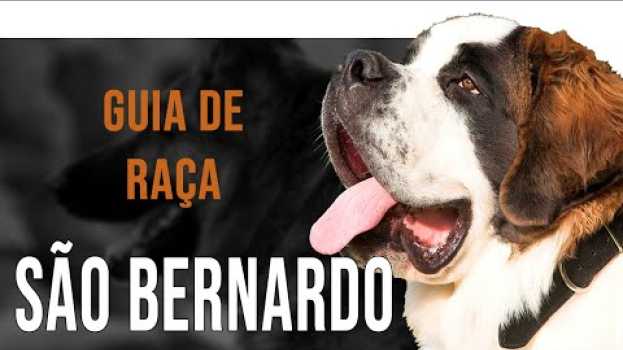 Video SÃO BERNARDO - Tudo sobre a raça en español