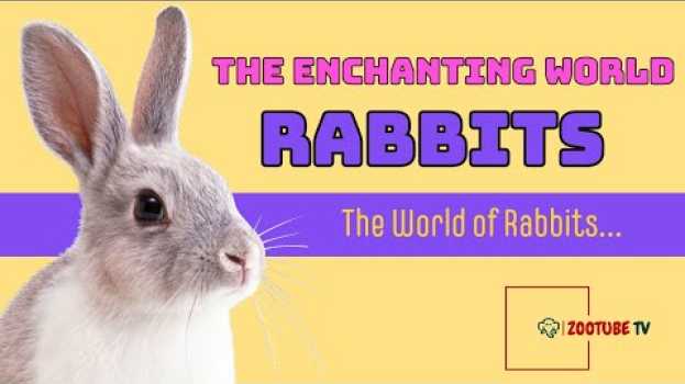 Video The Enchanting World of Rabbits | Wildlife Documentary | Natural History en español