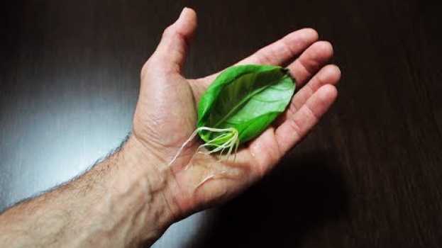 Video eccezionale metodo per riprodurre il basilico,  riprodurre il basilico da foglia, senza semi o talea auf Deutsch