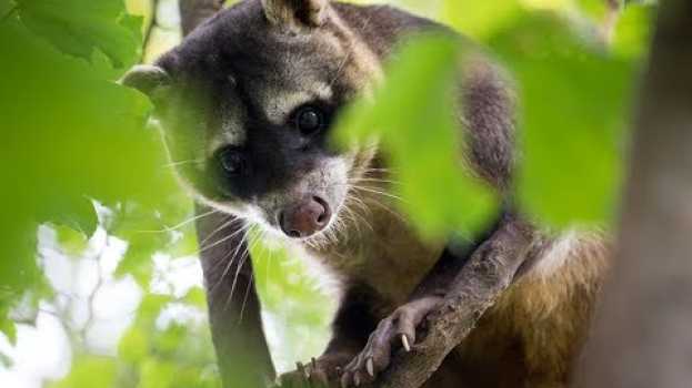 Video Pescheray: un zoo pas comme les autres in English