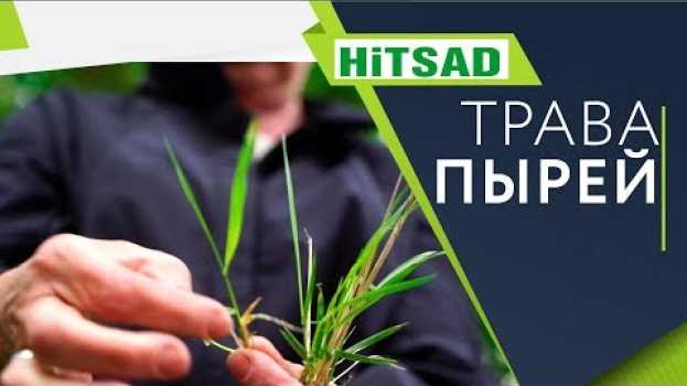 Video Как навсегда избавиться от травы Пырей ✔️ Советы огородникам от Хитсад ТВ en español