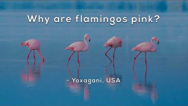 Video Why are flamingos pink? en español