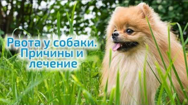 Video РВОТА У СОБАКИ. Причины и лечение в домашних условиях en français