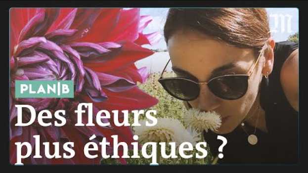 Video Pourquoi les roses de la Saint-Valentin sont un cadeau empoisonné #PlanB en español