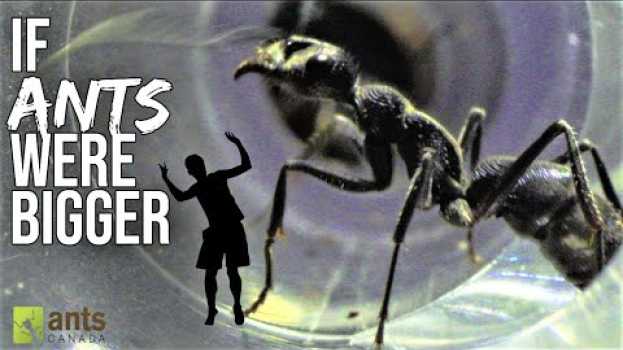 Video What If ANTS Were BIGGER? su italiano