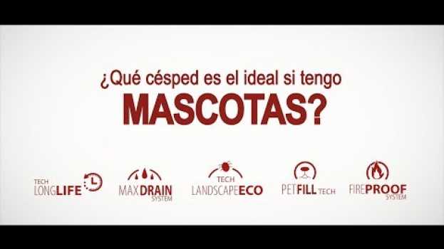 Video ¿Qué césped es el ideal si tengo mascotas?   türkçe