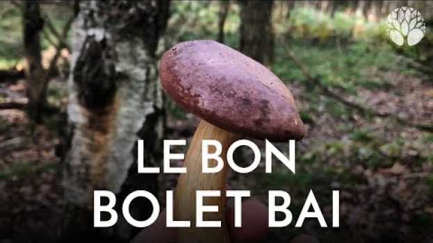 Video Le bolet bai, aussi bon qu’un cèpe ! su italiano