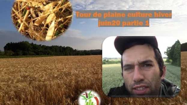 Video Que devient l'avoine a la volée? tour de plaine culture céréales et pois 2020 partie 1 em português