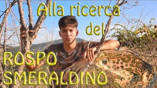 Video Alla ricerca del Rospo smeraldino (Bufotes balearicus) em português