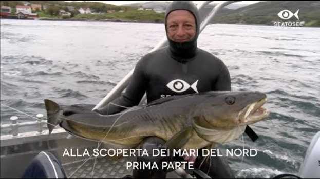 Video Spearfishing around the World: Alla Scoperta dei Mari del Nord - prima parte en español