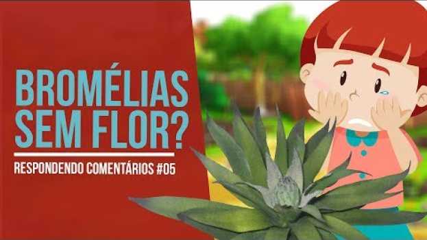 Video Minhas Bromélias Não Florescem! Respondendo Comentários #05 | Nô Figueiredo po polsku