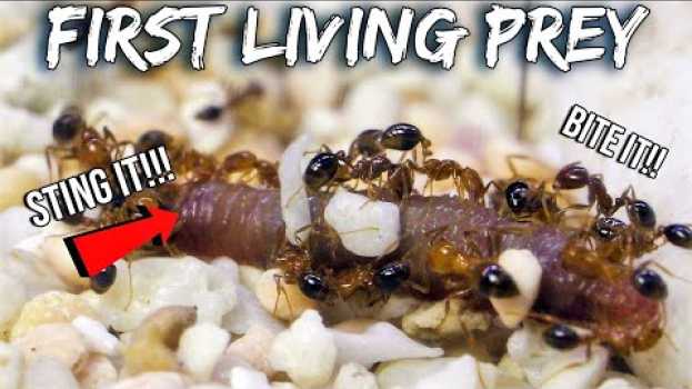 Video FIRE ANTS KILL THEIR FIRST LIVE PREY | Surprising Predatory Reaction auf Deutsch