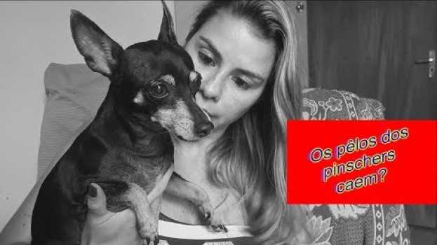 Video Os pêlos do cães da raça pinschers caem muito? in English