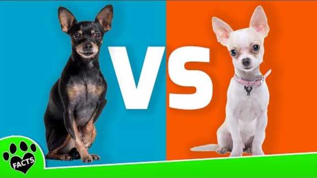 Video Miniature Pinschers vs Chihuahuas: Which is the Perfect Tiny Companion? in English