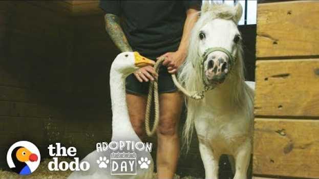 Video Rescued Goose, Mini Horse Are Inseparable — Watch Them Get Adopted Together | The Dodo Adoption Day po polsku