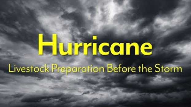 Video Hurricane - Livestock Preparation Before the Storm auf Deutsch