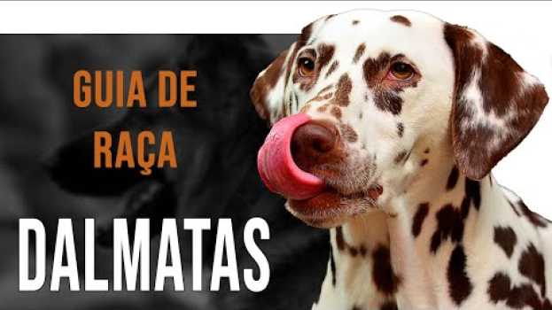 Video DÁLMATA - Tudo sobre a raça po polsku
