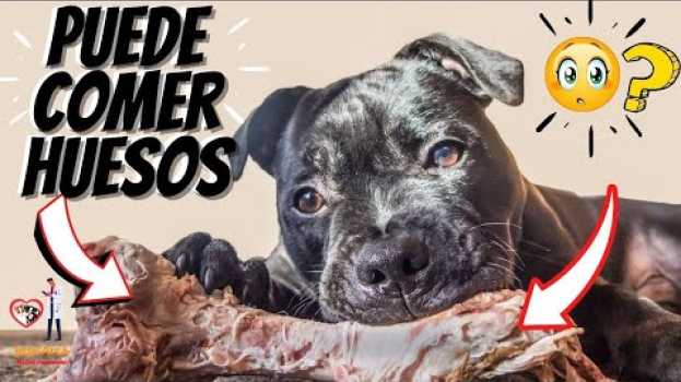 Video 🛑 Qué  HUESOS Puede comer un  PERRO ⏩ Descubre [ 3 ] BENEFICIOS que BRINDAN Los HUESOS  a tu PERRO✅ po polsku