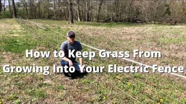 Video How to Keep Grass From Growing Into Your Electric Fence   türkçe