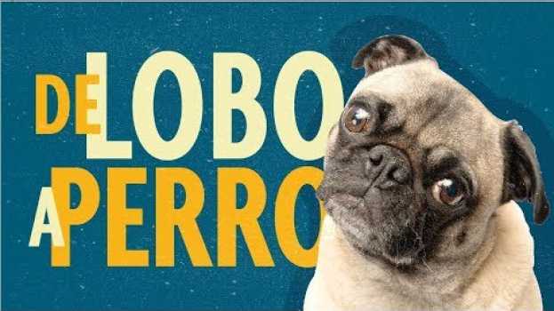 Видео ¿Qué hace que ames a tu perro? | EXPLAINERS на русском