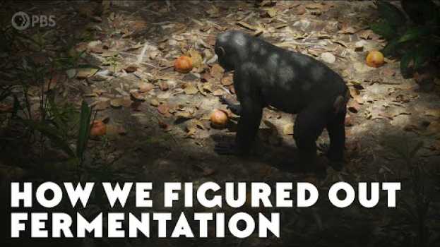 Video How We Figured Out Fermentation auf Deutsch