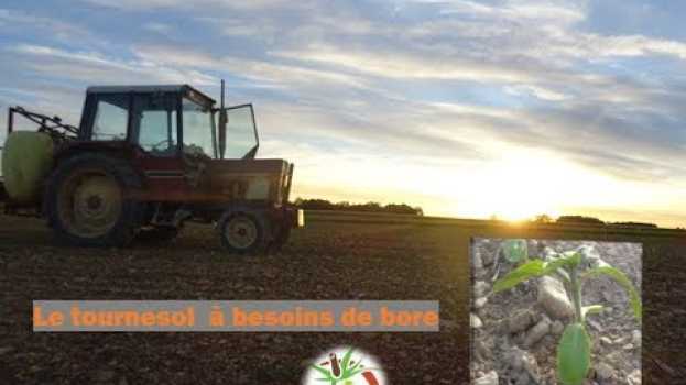 Video le tournesol plante qui a besoin de bore pour une belle floraison #38 auf Deutsch