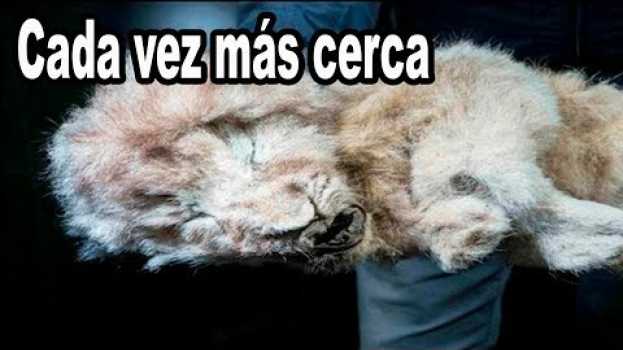 Video Las crías de león cavernario dos años después, no creerás lo que han descubierto en français
