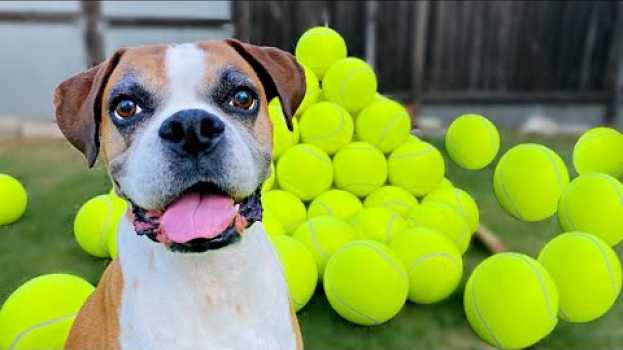 Video Surprising my dog with 100 GIANT Tennis Balls! 🎾🐶( BEST REACTION !!🎉) auf Deutsch