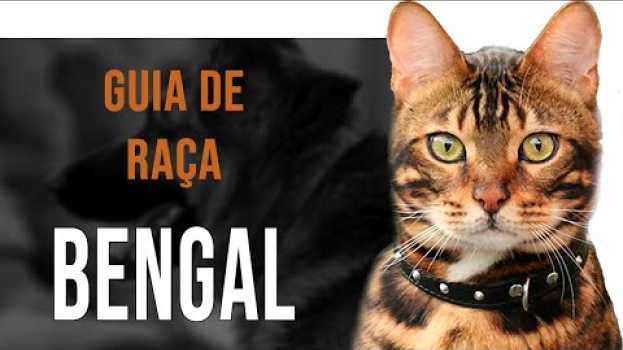 Видео BENGAL - Tudo sobre a raça на русском