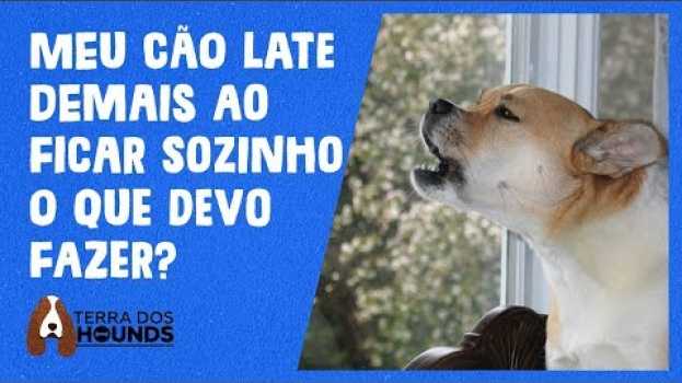 Video Meu cachorro não fica sozinho: O que fazer? (2020)   türkçe