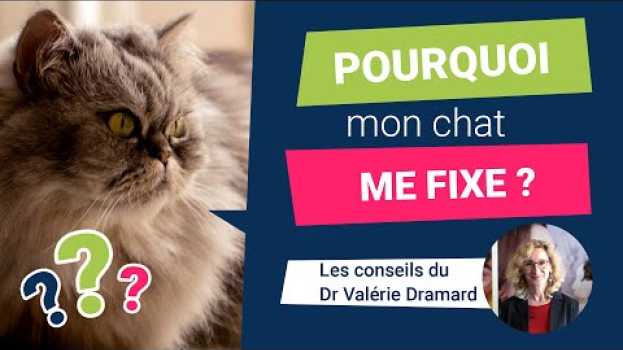Video Pourquoi mon chat me fixe du regard 🐱😱🐾 in English