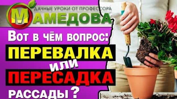 Video Вот в чём вопрос: ПЕРЕВАЛКА или ПЕРЕСАДКА рассады? po polsku