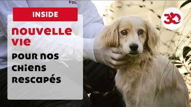 Video Ces chiens rescapés sont aujourd'hui choyés dans notre refuge auf Deutsch