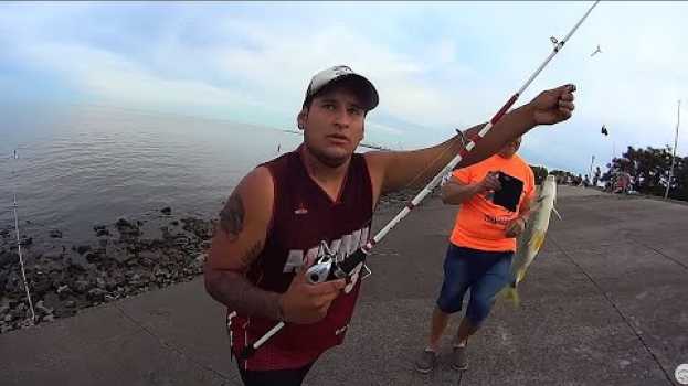Video Mucho pero mucho pique de bogas en la lucila del río de la plata !!! po polsku