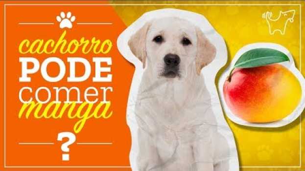 Video CACHORRO PODE COMER MANGA? MANGA FAZ MAL PARA CACHORRO? su italiano