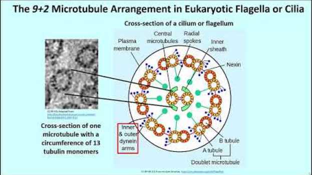 Video 326-2 9+2 Microtubule Array in Axonemes that Beat en français