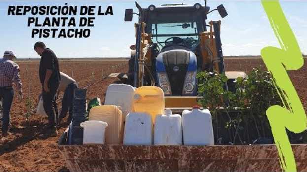 Video Reposición de la planta después del primer verde en français