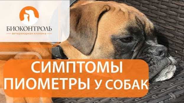 Видео Пиометра у собак. 🐾 Как развивается пиометра у собаки и каковы способы ее лечения? на русском