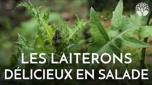 Video Les laiterons : délicieux en salade et cuits aussi ! en español