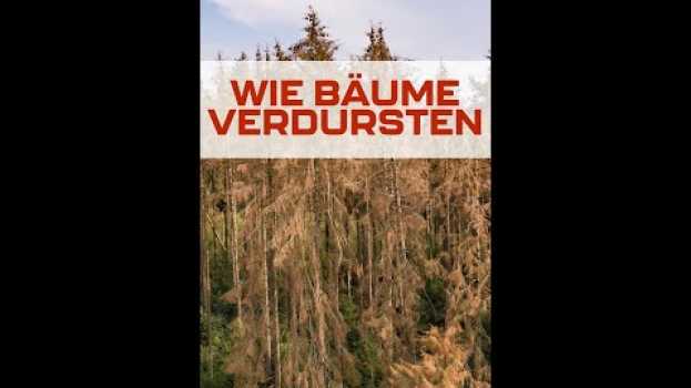 Video Wie Bäume verdursten #shorts in English