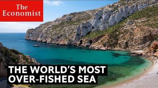 Video This is the most over-fished sea in the world su italiano