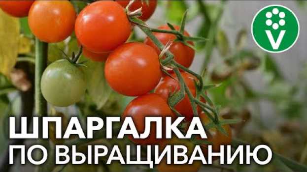 Video ВСЕ О ТОМАТАХ за 15 минут - коротко и по делу! po polsku