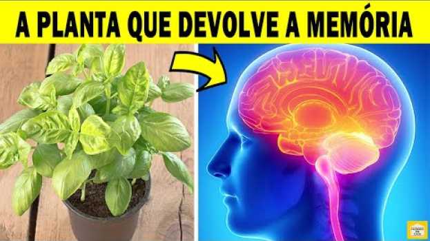 Video Esta Planta Recupera Sua Memória, Protege Seu Cérebro e Cuida do Seu Coração | MANJERICÃO🌿   türkçe