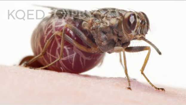 Видео A Tsetse Fly Births One Enormous Milk-Fed Baby | Deep Look на русском