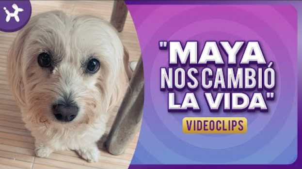 Video Cuando un perrito te cambia la vida ? su italiano