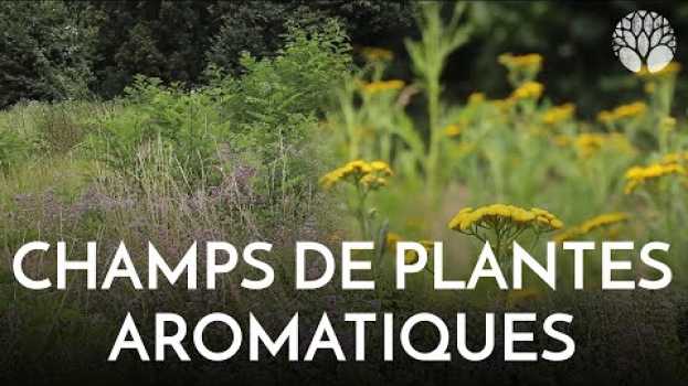 Video Origan et tanaisie, un champ de plantes aromatiques d'été ! en español