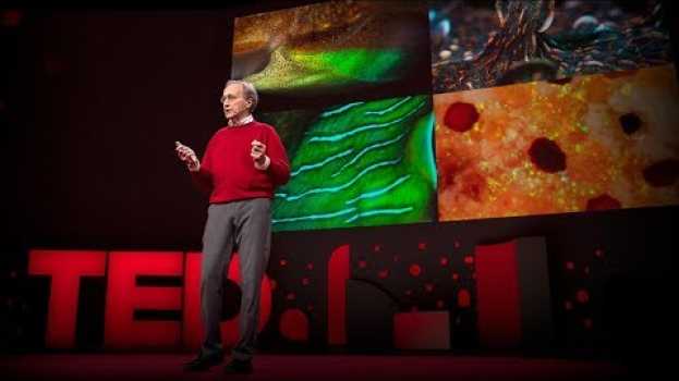 Video The amazing brains and morphing skin of octopuses and other cephalopods | Roger Hanlon en français