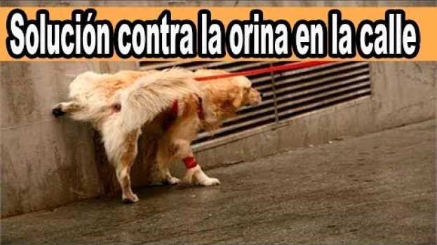 Video Que Hacer Cuando Tu Perro Orina en la Calle auf Deutsch