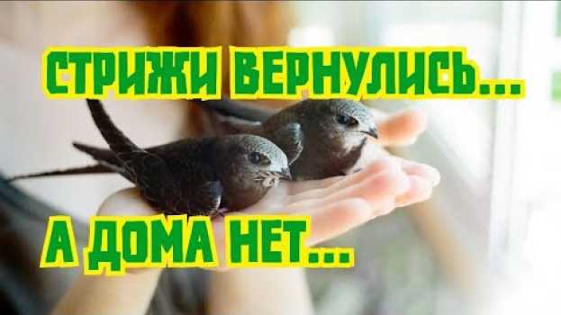 Video СТРИЖИ ВЕРНУЛИСЬ, А ДОМА НЕТ ..ЖАЛКО / Swifts back, but no home ..Sadly em português